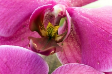 Innenansicht einer Orchideenblüte