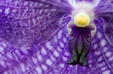 Blüte einer Orchidee als Makroansicht
