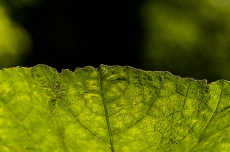 Ansicht eines grünen Blattes im Gegenlicht