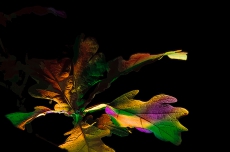 Nachtaufnahme eines bunten Eichenblattes